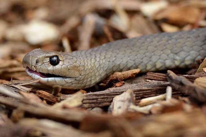 Australian cyclist bitten by two-metre-long deadly snake entangled in bike chain