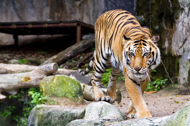 Police shoot escaped big cat ‘owned by Germany’s Tiger Queen’
