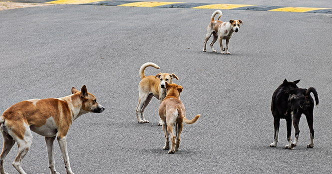 Program insentif penyerahan anjing terbiar oleh Majlis Bandaraya Seremban ditentang.