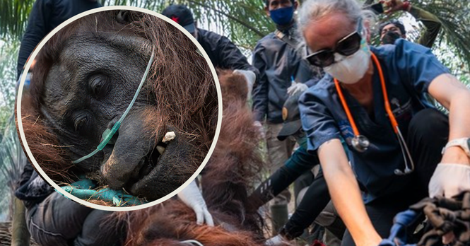 Orang utan Sampurna menerima rawatan selepas diselamatkan akibat terjejas asap kebakaran hutan di Kalimantan Barat.