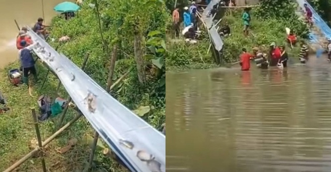 Indonesia viral fish