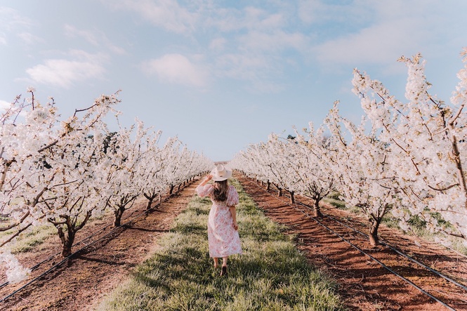 Image from: Melbourne Comes Alive This Spring With Flower Fields, Festivals And Scenic Escapes