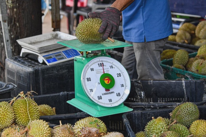 Image from: Durian prices crash as Malaysia faces bumper harvest