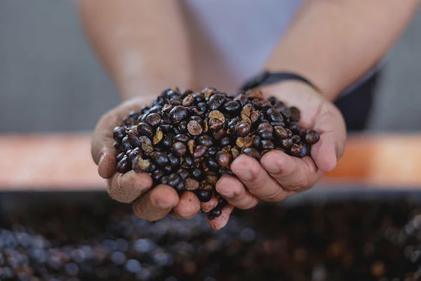Image from: Malaysian palm oil demand surges amid global energy crisis