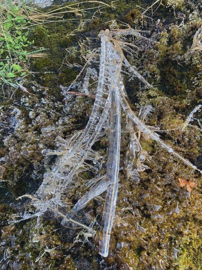 Image from: Sabah Parks monitors ice formation on Mount Kinabalu