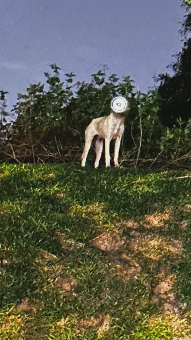 Image from: Concern grows for dog with container trapped on head