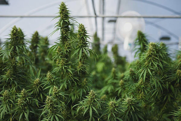 Image from: US to loosen marijuana rules in major shift for $47 billion industry