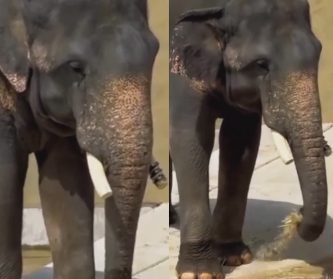 Image from: The ‘weeping’ elephants of Osaka: Why Malaysians are tagging the PMX in a global rescue bid