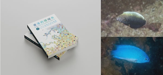 Image from: Fantastic reef fishes and where to find them: A new field guide celebrates and documents Hong Kong’s reef fish diversity with 422 species