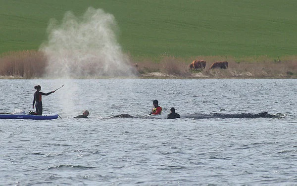Image from: German rescuers haul ‘Timmy’ the whale into rescue barge