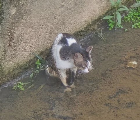 Image from: How firefighters used a simple bucket to save a frightened cat from a deep drain