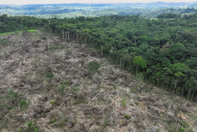 Image from: Amazon rainforest faces organised crime threat