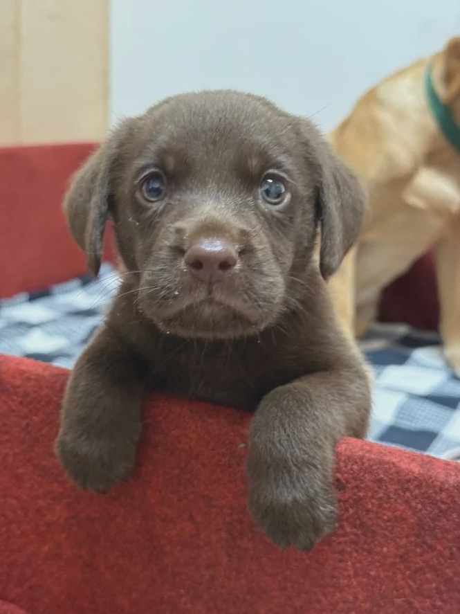 Image from: Firefighters welcome new K9 puppy named Brave
