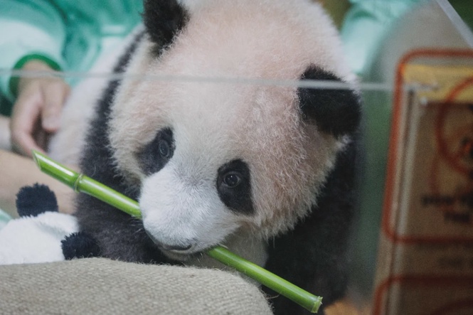Image from: Indonesia’s first baby panda wins hearts ahead of public debut