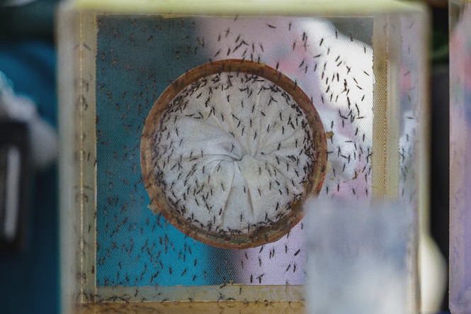 Image from: Why you’re a mosquito magnet and your friends aren’t