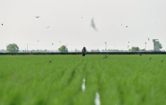 Image from: RM200 advance for paddy farmers as government intensifies cloud seeding in dry spell-hit Kedah