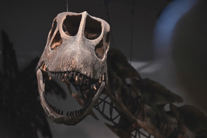 Image from: Southeast Asia’s largest dinosaur identified in Thailand