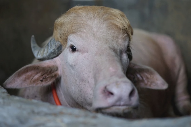 Image from: Viral fame spares ‘Donald Trump’ buffalo from Eid sacrifice in Bangladesh