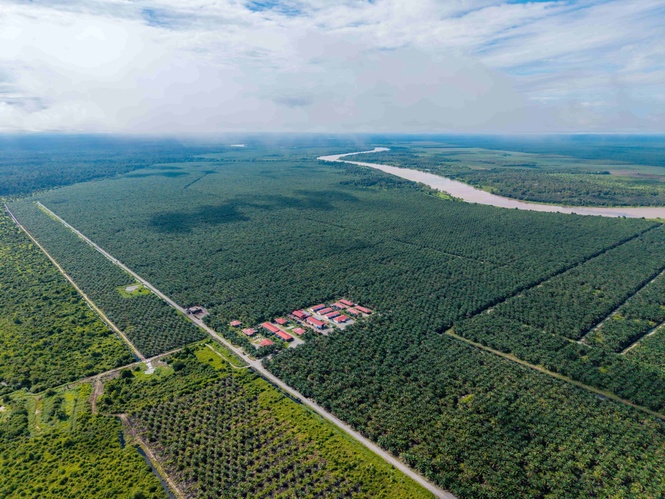 Image from: WTK unlocks RM90m through disposal of underperforming plantation assets