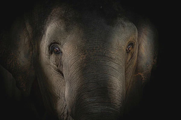 Image from: Pahang MB to meet Taiping Zoo officials over elephants