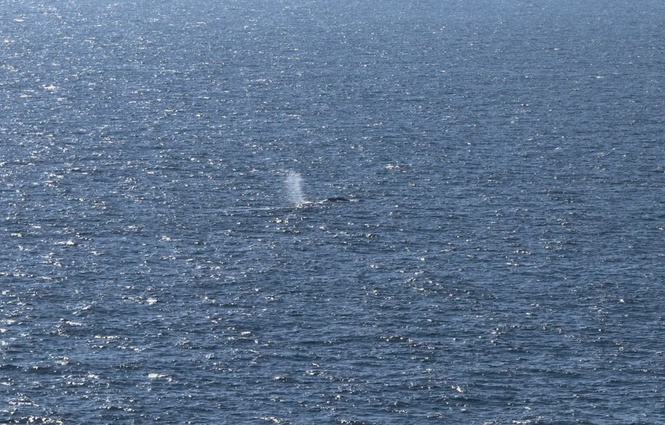 Image from: Timmy the whale to undergo autopsy in Denmark