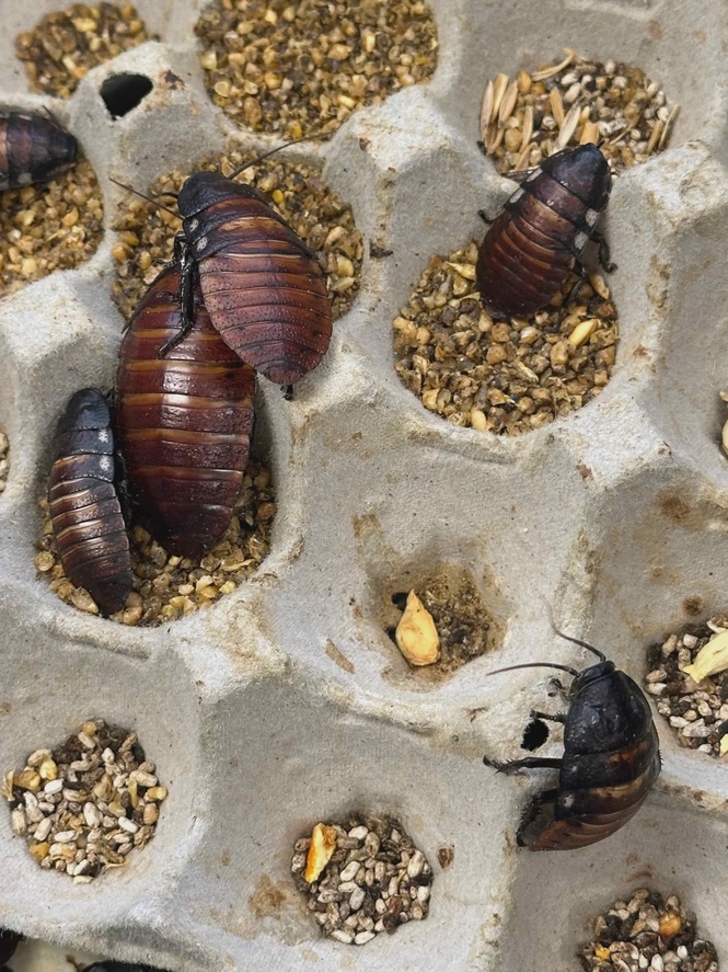 Image from: Australian authorities seize 100,000 illegal exotic cockroaches