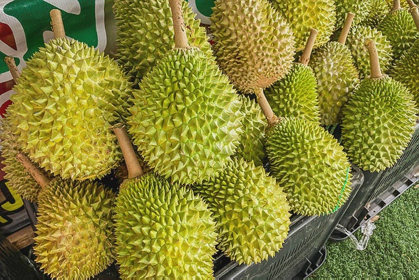 Image from: FAMA sets up 20 durian collection centres in Perak