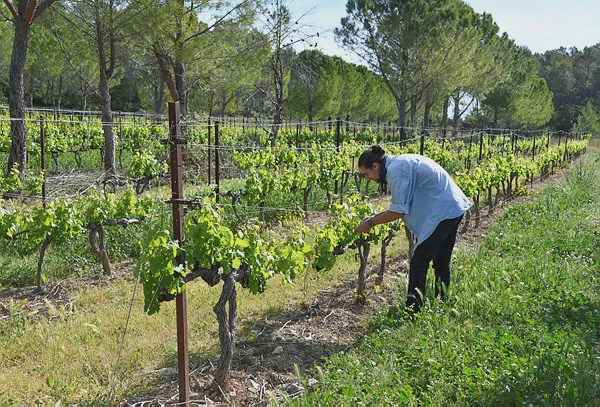 Image from: French wine growers plant trees to protect vines from climate