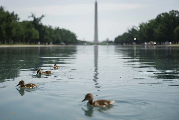 Image from: Trump threatens prison for damage to Washington Reflecting Pool