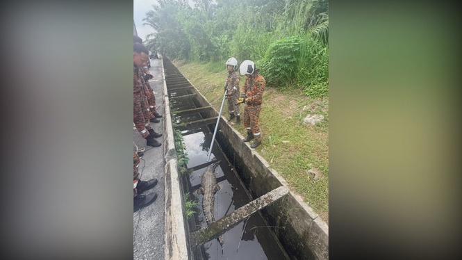 Image from: 10-foot crocodile trapped in Banting drain captured