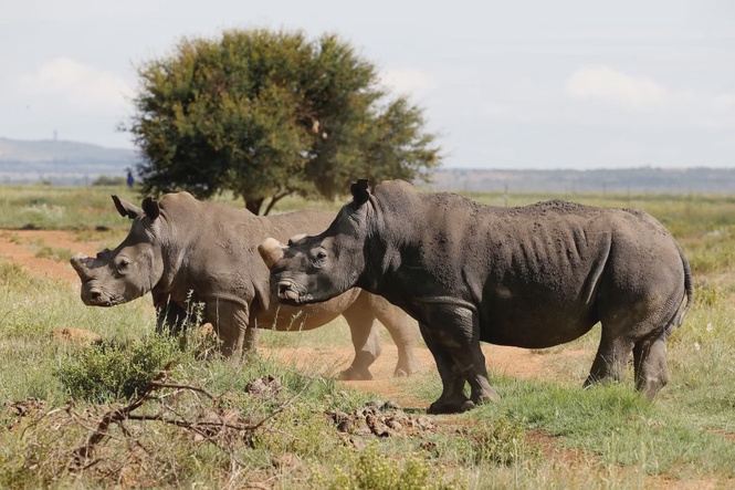 Image from: South African rhino trafficker fined in landmark case