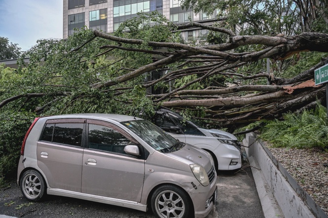 Image from: Fatal tree collapse renews calls for stricter monitoring of roadside trees