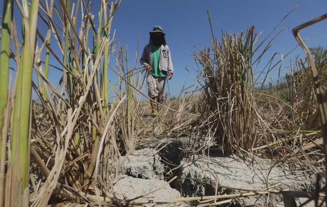 Image from: Fertiliser supply to Mada padi farmers delayed after supplier fails to meet deadline, Dewan Rakyat told