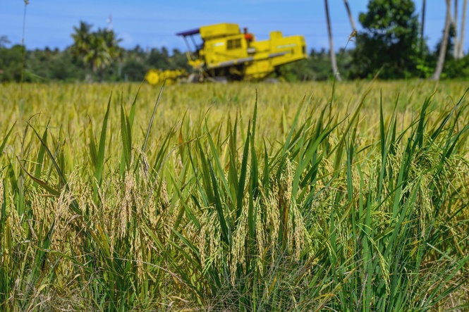 Image from: Govt boosts paddy farmer incentives to offset rising operating costs