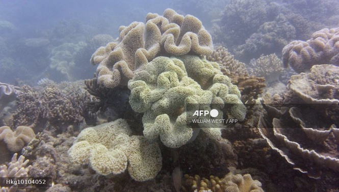 Image from: Great Barrier Reef avoids UNESCO ‘in danger’ listing
