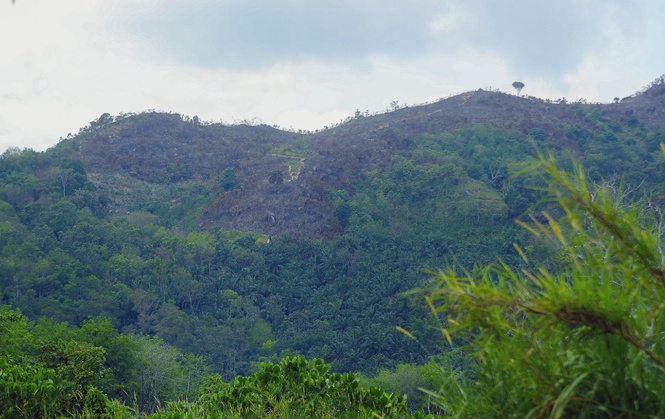 Image from: APEC forestry ministers pledge stronger action against illegal logging