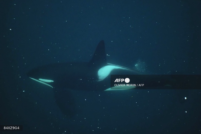 Image from: Killer whales blow fish to bits in orca play study