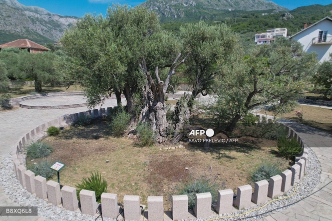 Image from: Montenegro revives its ancient olive tree