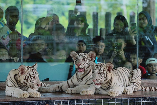 Image from: Rare White Bengal tiger triplets unveiled at Kemaman Zoo