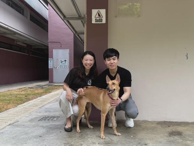 Image from: V Aesthetics Holdings commits S$400,000 to support dogs in SOSD’s care