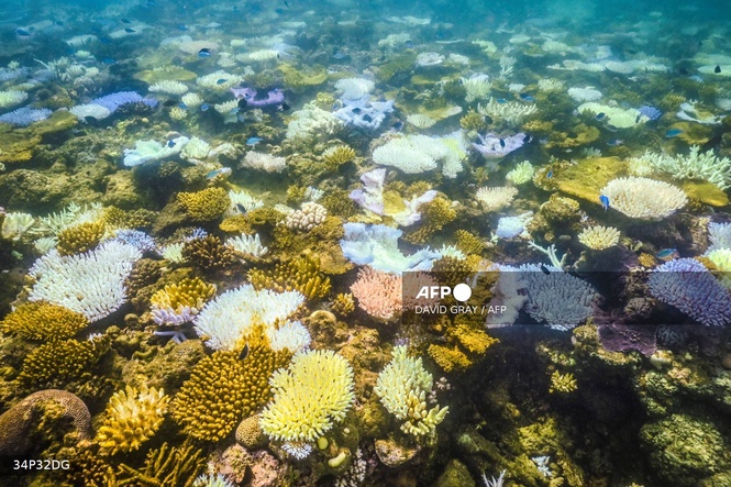 Image from: Coral records show El Nino intensifying as planet warms