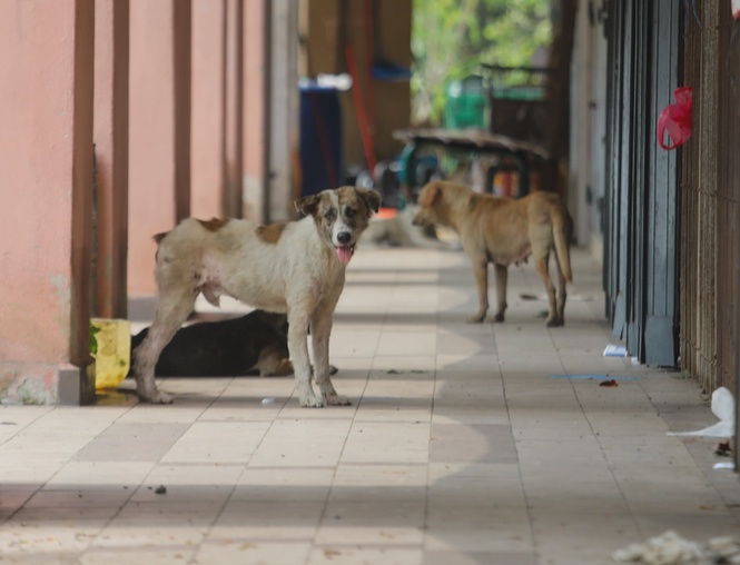 Image from: Animal rights group urges Seremban council to scrap stray-dog surrender incentive