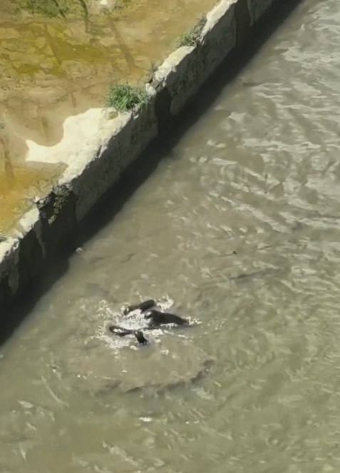 Image from: ‘Glad to see them back again!’ – Otters spotted in Sungai Klang near Mid Valley, delights Malaysians
