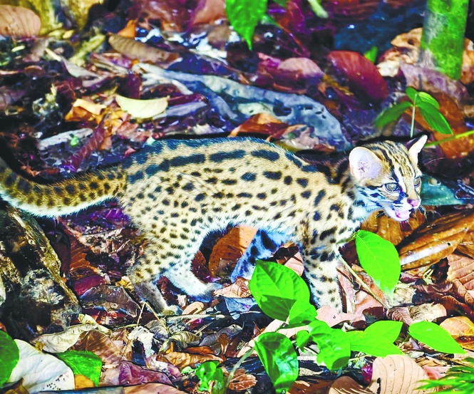 Image from: Rare juvenile leopard cat sighted at Sabah’s Rainforest Discovery Centre