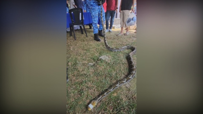 Image from: APM personnel dies after being bitten by King Cobra