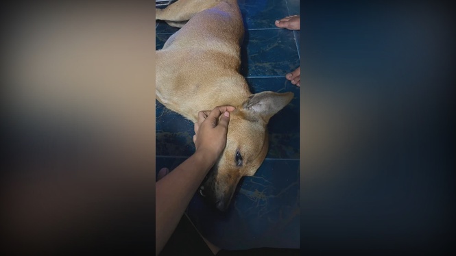 Image from: Rocky deserved better: Choosing compassion over cruelty