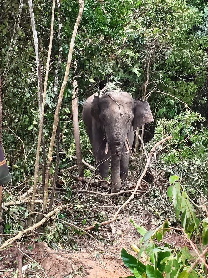 Image from: Wild elephant roaming Kampung Kolam caught by Perhilitan