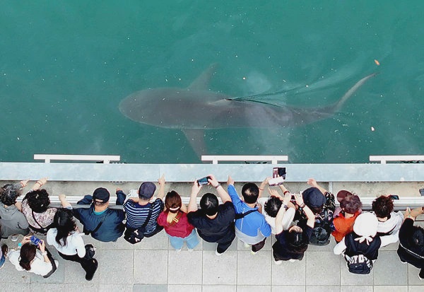 Image from: Lost shark becomes viral star in South Korea