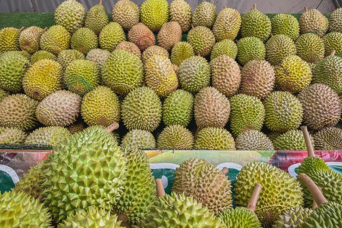 Image from: GOF seizes 4,000 Musang King seedlings, goods worth RM760,000