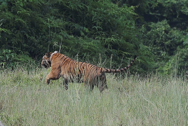 Image from: Yong Choh returns to the wild after successful rehabilitation in Perak